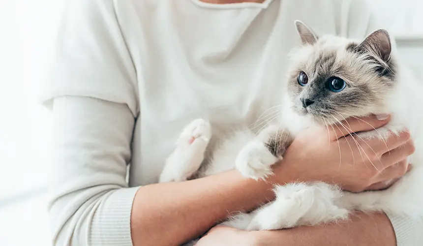 Futter Für Katzen