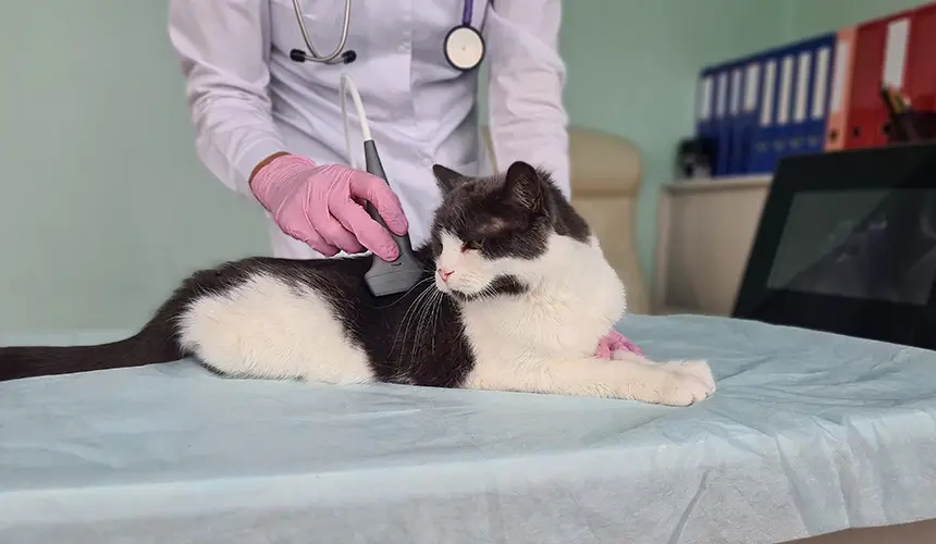 Futter Für Katzen