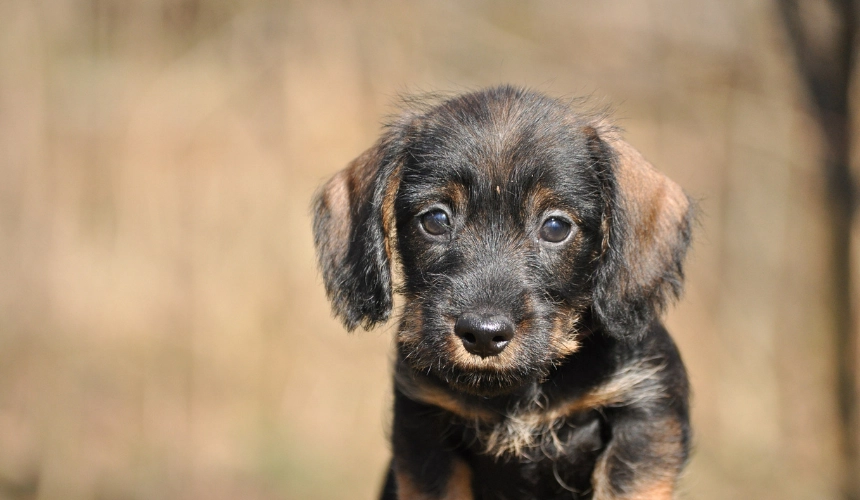 Futter für Hunde