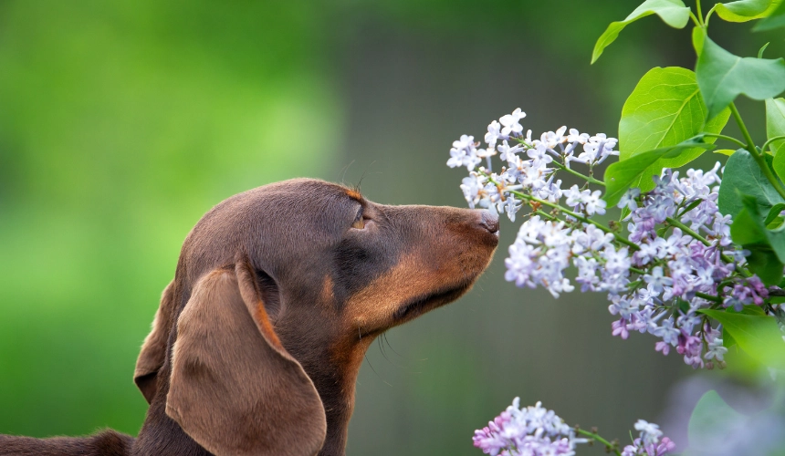 Futter für Hunde