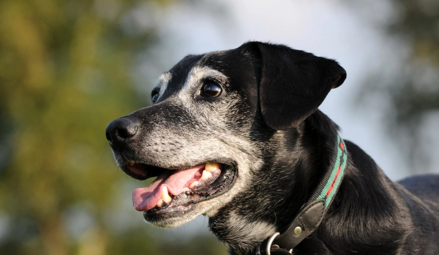 Futter für Hunde